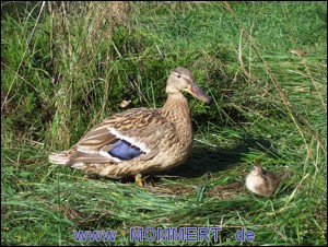 4-Ente mit Kücken